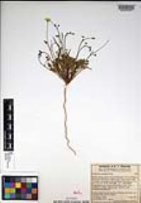 Eschscholzia minutiflora image