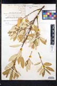 Frangula californica image