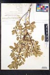 Frangula californica subsp. cuspidata image