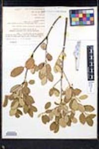 Frangula californica image
