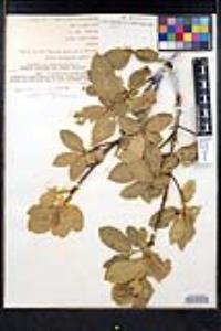 Frangula betulifolia image