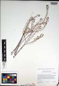 Lepidium virginicum subsp. menziesii image