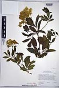 Sambucus cerulea image