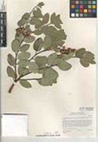 Arctostaphylos glandulosa subsp. cushingiana image