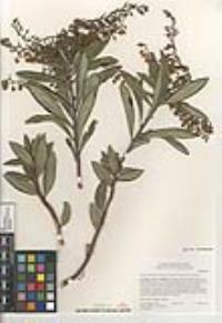 Comarostaphylis diversifolia subsp. diversifolia image