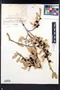 Frangula rubra subsp. nevadensis image