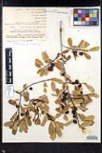 Frangula rubra subsp. yosemitana image