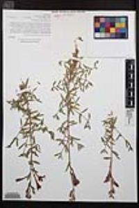 Epilobium canum image