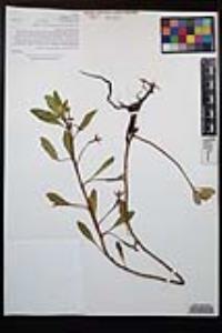 Ludwigia peploides subsp. peploides image