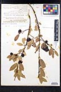 Frangula californica subsp. californica image