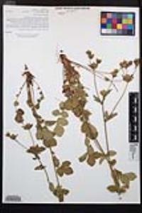 Drymocallis glandulosa image