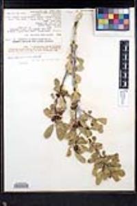 Frangula rubra subsp. yosemitana image