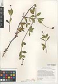Phyla lanceolata image