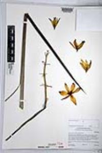 Hesperoyucca whipplei image