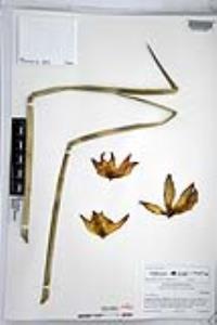Hesperoyucca whipplei image