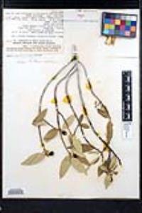 Frangula californica image