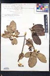 Frangula purshiana image