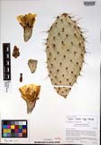 Opuntia littoralis image