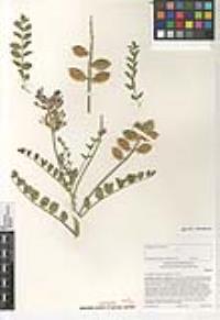 Astragalus crotalariae image