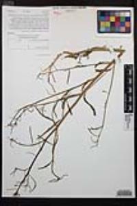 Eulobus californicus image