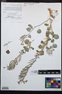 Chylismia cardiophylla image