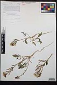 Chylismia claviformis var. peirsonii image