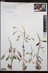 Chylismia claviformis image