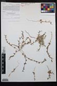 Camissoniopsis pallida subsp. pallida image