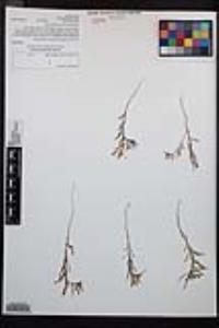Camissonia strigulosa image