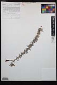 Epilobium canum subsp. canum image