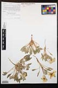 Oenothera deltoides image