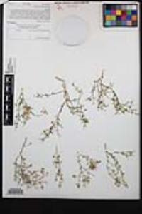 Fagonia laevis image