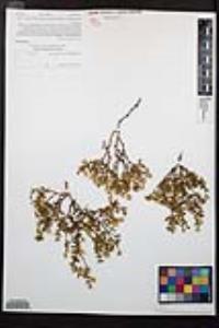 Larrea tridentata image