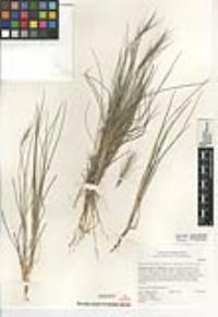 Elymus elymoides subsp. californicus image