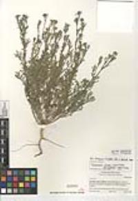 Descurainia pinnata subsp. ochroleuca image