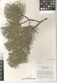 Pinus lambertiana image