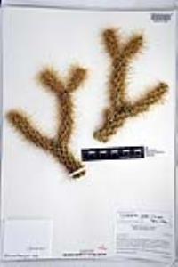 Cylindropuntia ganderi image