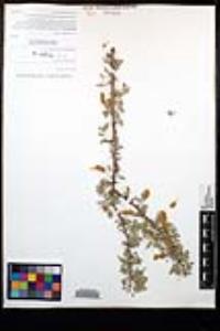 Senegalia greggii image