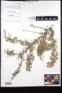 Senegalia greggii image