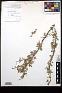 Senegalia greggii image