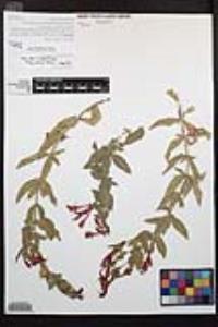 Epilobium canum subsp. latifolium image