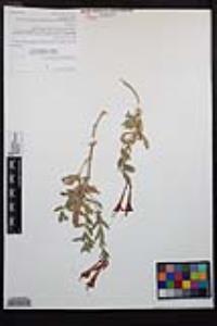 Epilobium canum subsp. latifolium image