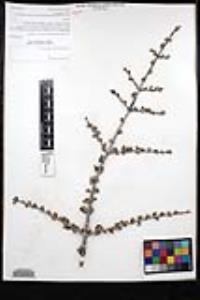 Ceanothus cuneatus var. cuneatus image