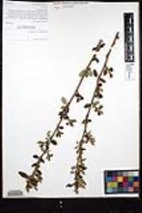 Ceanothus palmeri image