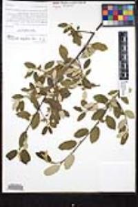 Frangula californica subsp. cuspidata image