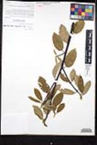 Frangula californica image