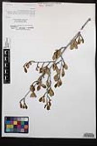 Cercocarpus montanus var. glaber image