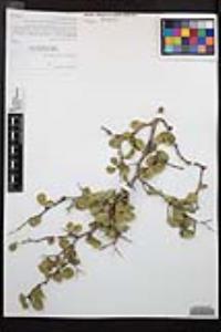 Prunus fremontii image