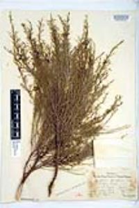 Adenostoma sparsifolium image
