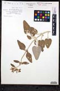 Stachys albotomentosa image
